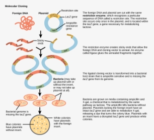 Process Of Gene Cloning With Diagram, HD Png Download, Free Download