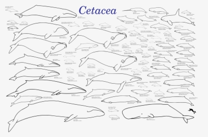 Um Tipo De Cetaceo, HD Png Download, Free Download
