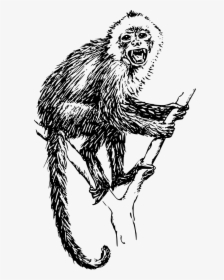 Monkey Evolution Animal - Howler Monkey Black And White, HD Png Download, Free Download