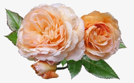Roses, Apricot, Leaves, Flower - Rose Flowers And Leaves Png, Transparent Png, Free Download