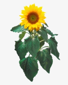 Sunflower/sunflower Png With Leaf - Sunflower Clip Art, Transparent Png, Free Download