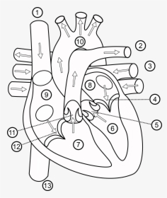 Human Heart Drawing Outline At Getdrawings - Structure Of Heart Class 7, HD Png Download, Free Download