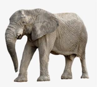 Elephant, Animal, Africa, Transparent Background - ช้าง ภาพ พื้น หลัง ขาว, HD Png Download, Free Download