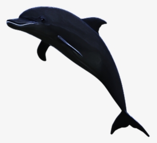 #dolphin #water #jumping #jump #animal - Vaporwave Dolphin Png, Transparent Png, Free Download
