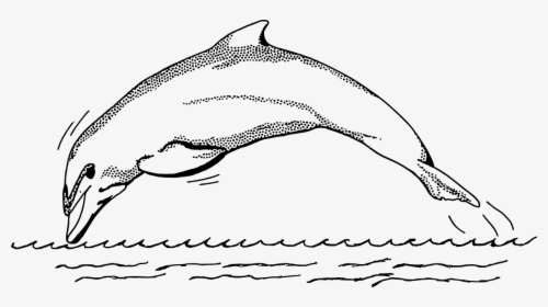Dolphin Fish Clip Art Black And White, HD Png Download, Free Download
