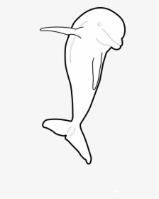 Dolphin Jumping Front Nmmp Dolphin Black White Line - Illustration, HD Png Download, Free Download