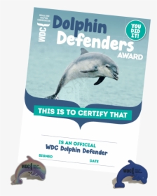 Dolphin Defenders Certificate - Common Bottlenose Dolphin, HD Png Download, Free Download
