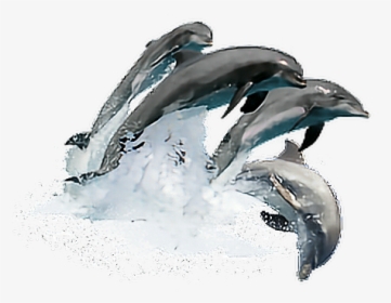 #sticker #dolphin #dolphins - Wholphin, HD Png Download, Free Download