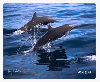 Bottlenose Dolphin, HD Png Download, Free Download
