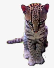 #cat #ocelot #animal #wildlife #wildlifeanimals - Ocelot, HD Png Download, Free Download