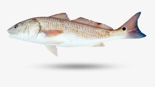 Redfish - Red Drum Fish Red, HD Png Download, Free Download