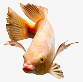 Red Nile Tilapia Fingerlings "  Class="lazyload Blur - Red Tilapia Fingerlings, HD Png Download, Free Download