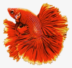 #red #fish #goldfish #swiming #animals - Beautiful Picture Of Fishes, HD Png Download, Free Download