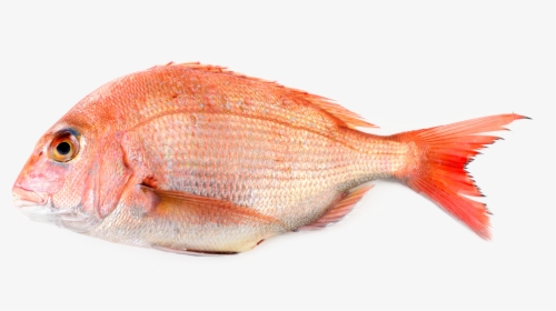 Red Bream Fish, HD Png Download, Free Download