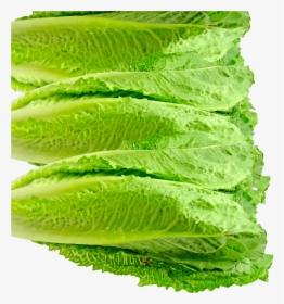 Romaine Lettuce, HD Png Download, Free Download