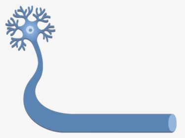 An Image Showing A Neuron With It"s Axon - Nervous System, HD Png Download, Free Download