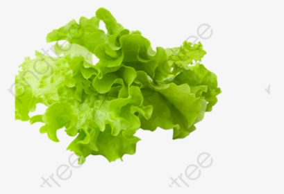 Vegetables Clipart Transparent - Lettuce Png, Png Download, Free Download