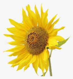Sunflower Oil - Квітка Соняшник, HD Png Download, Free Download