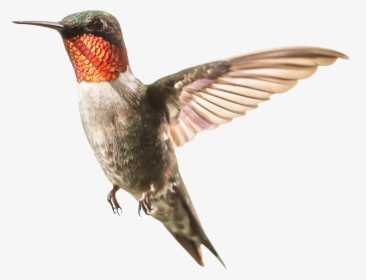 Hummingbird - Humming Bird Png Transparent, Png Download, Free Download
