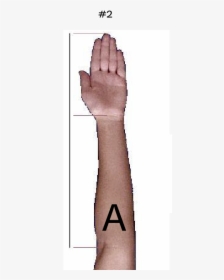 Should Forearm Tattoos Be Oriented, HD Png Download, Free Download