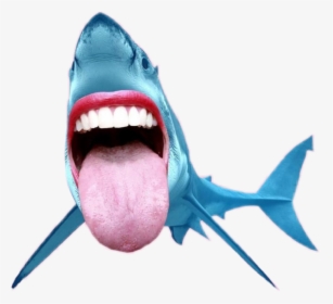 Transparent Shark Mouth Png - Shark Mouth Open Png, Png Download, Free Download