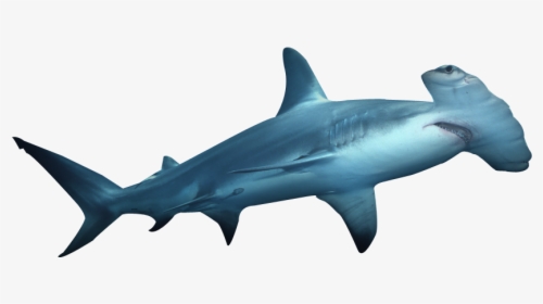 Shark Facts - Hammerhead Shark Transparent Background, HD Png Download, Free Download