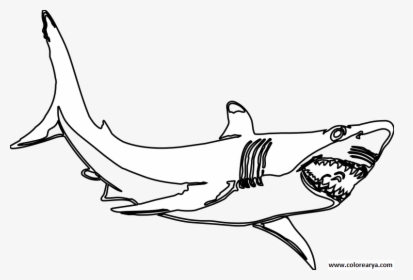 Colorear Tiburon - Great White Shark Clipart Black And White, HD Png Download, Free Download