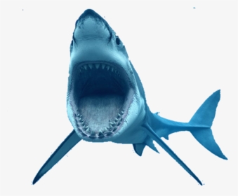 Great White Shark Transparent Background - Transparent Background Shark Png, Png Download, Free Download