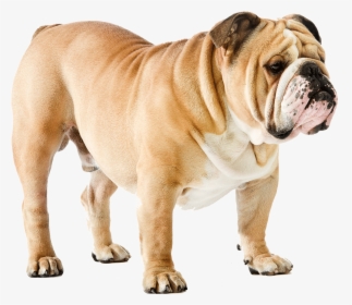 Dog Png - Bull Dog Png Hd, Transparent Png, Free Download