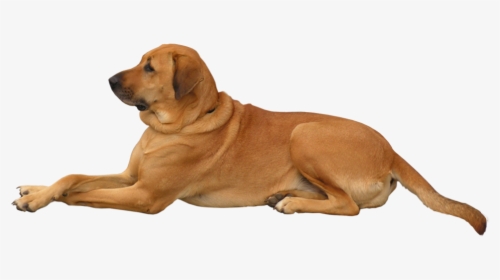 Dog Png Clip Art - If Dogs Had Faces, Transparent Png, Free Download