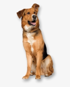 Dog Png With Pride - Dog Stock Image Png, Transparent Png, Free Download