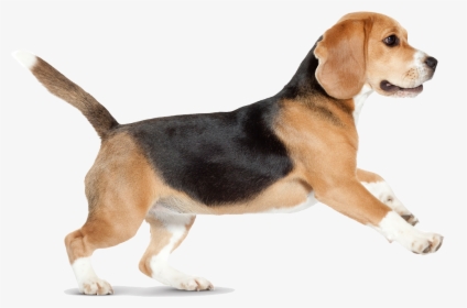 Beagle Siberian Husky Puppy Pet Sitting Pillow - Dog Png Walking, Transparent Png, Free Download