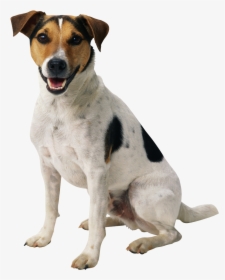 Dog Png Happy Puppy - Transparent Dog Png, Png Download, Free Download