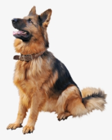 German Shepherd Dog Png Clipart - German Shepherd Dog Png, Transparent Png, Free Download