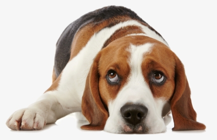 Dog Png For Dogs Allerpet South Africa - Beagle Hound Dog Sleeping, Transparent Png, Free Download