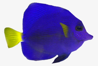 Purple Tang Fish Png, Transparent Png, Free Download