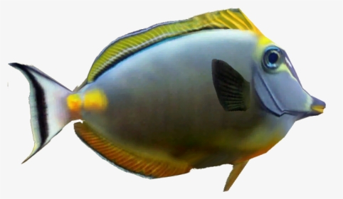Naso Tang - Coral Reef Fish Png, Transparent Png, Free Download
