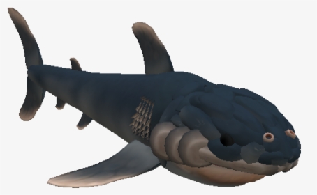 Tiburon Dr8fer6 - Carcharhiniformes, HD Png Download, Free Download