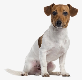 Jack Russell Terrier Png Image Background - Jack Russell Terrier, Transparent Png, Free Download