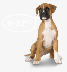 Medium Dogs Image - Boxer Dog Transparent Background, HD Png Download, Free Download