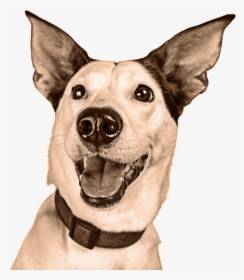 Companion Dog, HD Png Download, Free Download