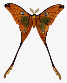 Peacock Butterfly - Vintage Butterfly Transparent, HD Png Download, Free Download