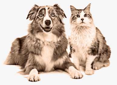 Cat And Dog Happy, HD Png Download, Free Download