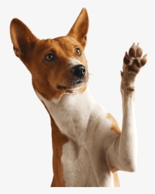 Dog Png, Transparent Png, Free Download