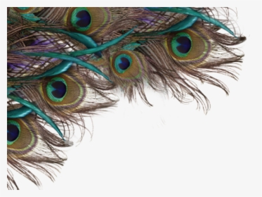 Peacock Clipart Png Format - Transparent Background Peacock Feather, Png Download, Free Download