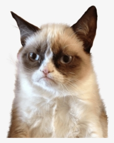 Grumpy Cat Upset - Let Me Think About It Meme, HD Png Download, Free Download
