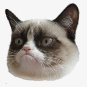 Transparent Funny Faces Png - Grumpy Cat Face Transparent, Png Download, Free Download