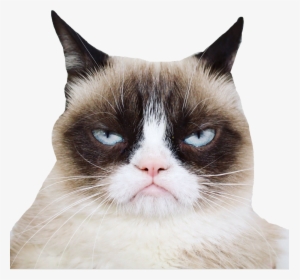 Official Grumpy Cat - Grumpy Cat, HD Png Download, Free Download