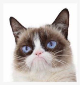 Grumpy Cat Dead Aged - Snowshoe, HD Png Download, Free Download
