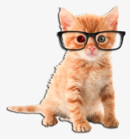 Hd Rare Orange Cat - Cute Cat Transparent Background, HD Png Download, Free Download